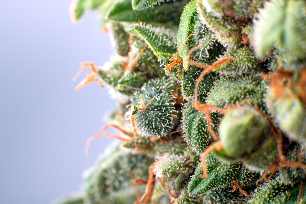 Macro de tricomas y terpenos en cannamo
